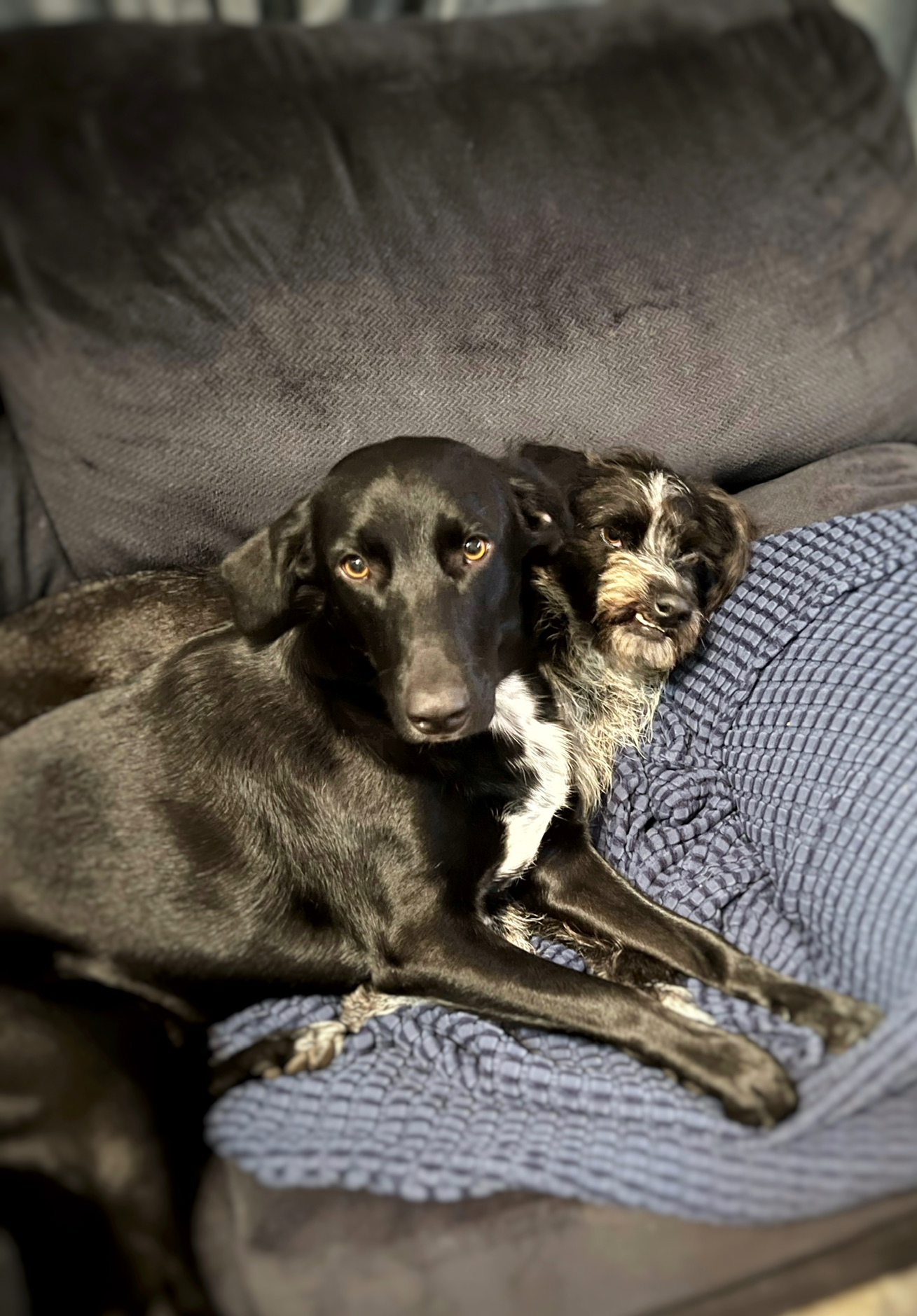 Bed Hog Dog Blank Meme Template
