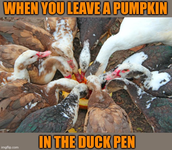 DUCKS LOVE PUMPKIN | WHEN YOU LEAVE A PUMPKIN; IN THE DUCK PEN | image tagged in ducks,duck,pumpkin,spooktober | made w/ Imgflip meme maker