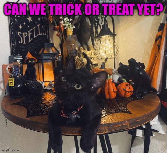 KITTY IS READY | CAN WE TRICK OR TREAT YET? | image tagged in cats,funny cats,halloween,spooktober | made w/ Imgflip meme maker