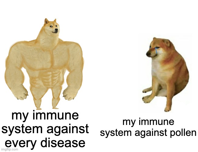 Only ppl w/ pollen allergies would understand | my immune system against every disease; my immune system against pollen | image tagged in memes,buff doge vs cheems | made w/ Imgflip meme maker