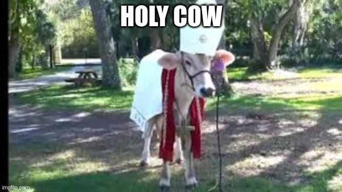 Holy cow | HOLY COW | image tagged in holy cow | made w/ Imgflip meme maker