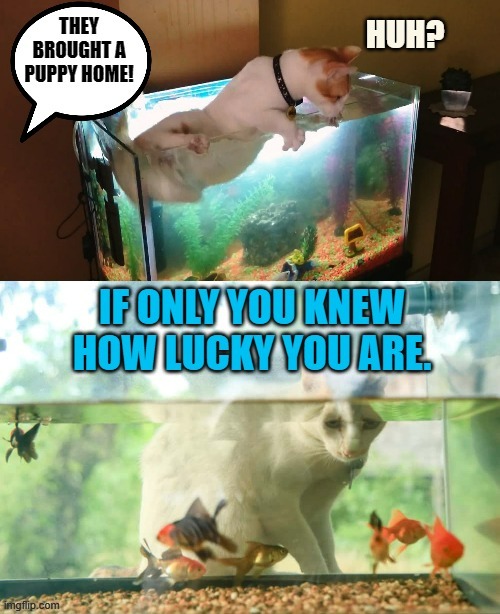 If You Only Knew | image tagged in memes,cats,new,puppy,fish,lucky | made w/ Imgflip meme maker