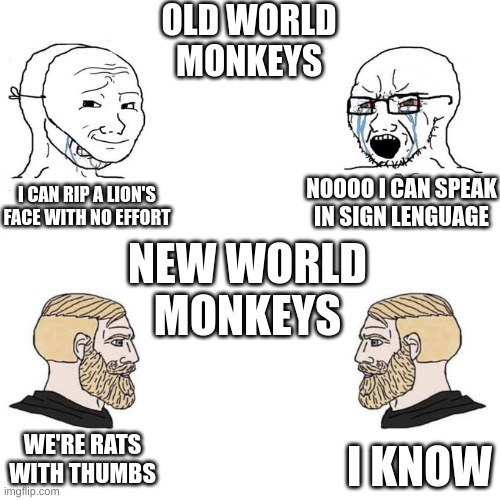 No clever title here, my dude. |  OLD WORLD
MONKEYS; NOOOO I CAN SPEAK
IN SIGN LENGUAGE; I CAN RIP A LION'S FACE WITH NO EFFORT; NEW WORLD
MONKEYS; WE'RE RATS WITH THUMBS; I KNOW | image tagged in monkey,monke,memes,funny,chad,giga chad | made w/ Imgflip meme maker