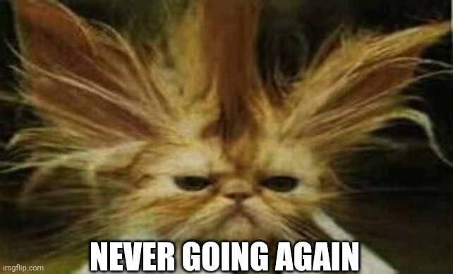 Bad Hair Day Cat | NEVER GOING AGAIN | image tagged in bad hair day cat | made w/ Imgflip meme maker