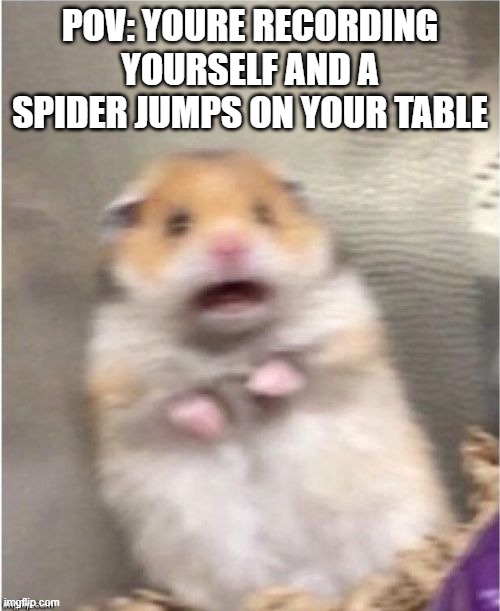 Scared Hamster | POV: YOURE RECORDING YOURSELF AND A SPIDER JUMPS ON YOUR TABLE | image tagged in scared hamster | made w/ Imgflip meme maker