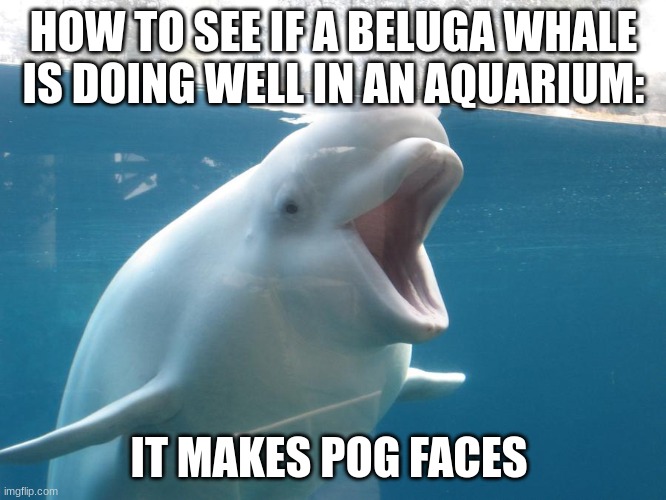 Shadow isn't the ultimate life form, it's beluga whales because they can make the best pog faces | HOW TO SEE IF A BELUGA WHALE IS DOING WELL IN AN AQUARIUM:; IT MAKES POG FACES | image tagged in beluga,pog,aquarium | made w/ Imgflip meme maker