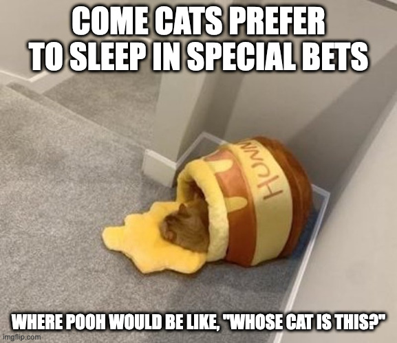 Cat in Honey Pot Bed |  COME CATS PREFER TO SLEEP IN SPECIAL BETS; WHERE POOH WOULD BE LIKE, "WHOSE CAT IS THIS?" | image tagged in cats,bed,memes | made w/ Imgflip meme maker
