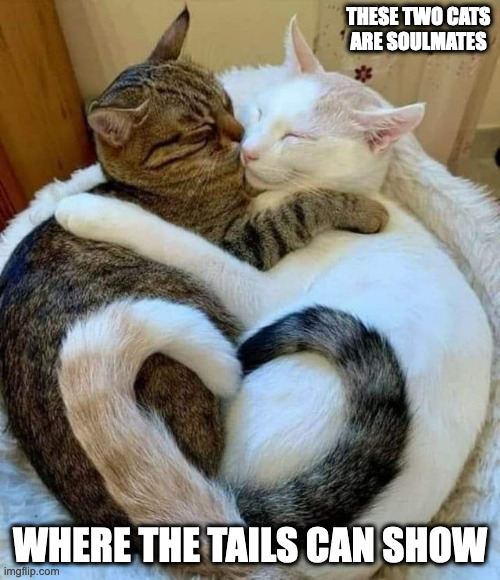 Cats In Love |  THESE TWO CATS ARE SOULMATES; WHERE THE TAILS CAN SHOW | image tagged in cats,memes | made w/ Imgflip meme maker