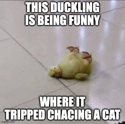 Ducking on the Floor | THIS DUCKLING IS BEING FUNNY; WHERE IT TRIPPED CHACING A CAT | image tagged in duck,duckling,memes | made w/ Imgflip meme maker