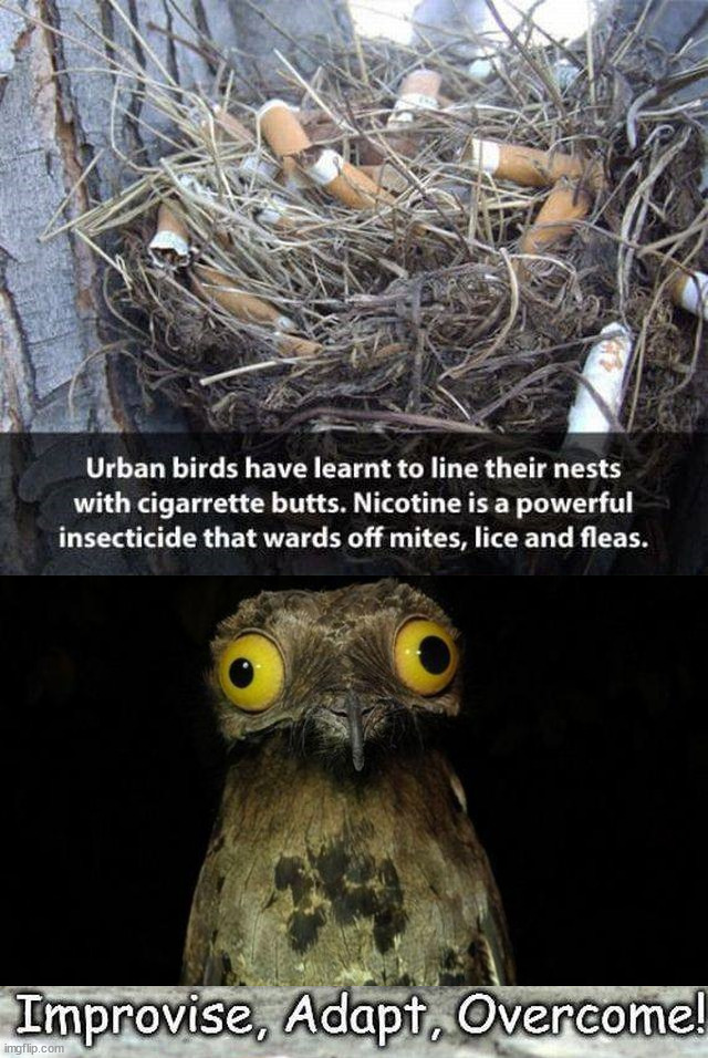 Smoking is good for something | image tagged in memes,weird stuff i do potoo | made w/ Imgflip meme maker