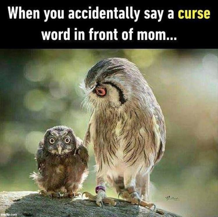 Swearing in front of mom | image tagged in repost,curse | made w/ Imgflip meme maker