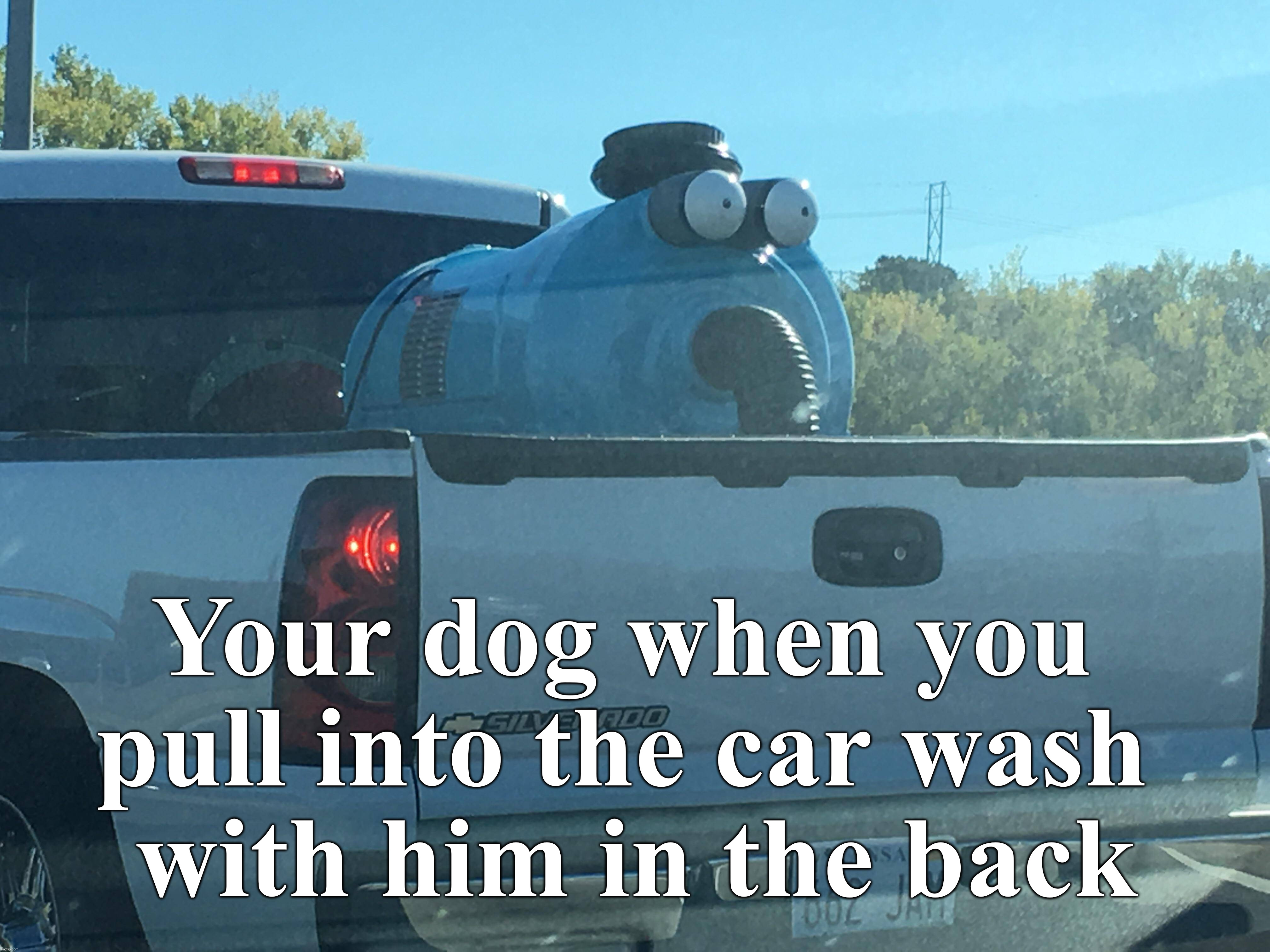 That look your dog gives you when you forget him in the back |  Your dog when you 
pull into the car wash 
with him in the back | image tagged in dogs,that look you give,car wash,oh no you didn't | made w/ Imgflip meme maker