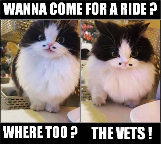 This Cat Reacts ! | WANNA COME FOR A RIDE ? THE VETS ! WHERE TOO ? | image tagged in cats,reactions,car ride,vets | made w/ Imgflip meme maker