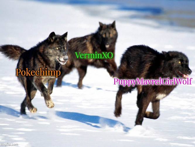 wolf pack | VerminXO; PuppyMavrelGirlWolf; Pokechimp | image tagged in wolf pack | made w/ Imgflip meme maker