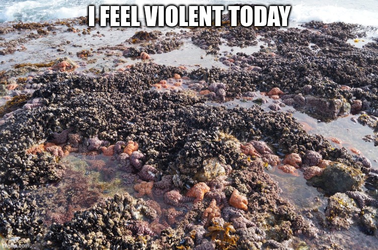 Tide Pool | I FEEL VIOLENT TODAY | image tagged in tide pool | made w/ Imgflip meme maker