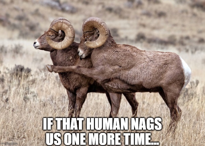 Pointing Goat | IF THAT HUMAN NAGS US ONE MORE TIME... | image tagged in pointing goat | made w/ Imgflip meme maker