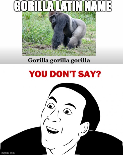 Gorilla gorilla gorilla gorilla gorilla gorilla gorilla gorilla gorilla gorilla gorilla gorilla gorilla gorilla gorilla gorilla |  GORILLA LATIN NAME | image tagged in memes,you don't say,sam o'nella,gorilla,monke | made w/ Imgflip meme maker
