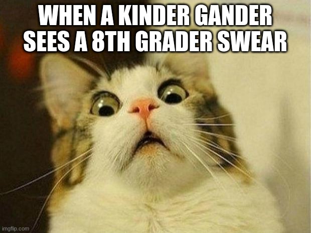 Scared Cat Meme | WHEN A KINDER GANDER SEES A 8TH GRADER SWEAR | image tagged in memes,scared cat | made w/ Imgflip meme maker