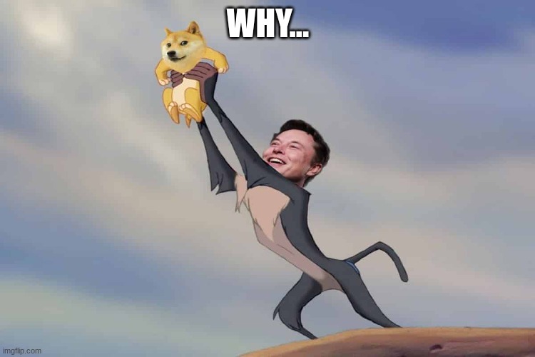 why tho? | WHY... | image tagged in funny,elon musk | made w/ Imgflip meme maker