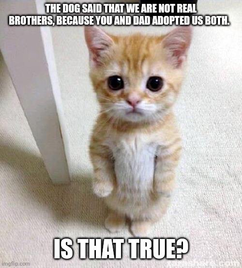 Sad cat |  THE DOG SAID THAT WE ARE NOT REAL BROTHERS, BECAUSE YOU AND DAD ADOPTED US BOTH. IS THAT TRUE? | image tagged in memes,cute cat | made w/ Imgflip meme maker
