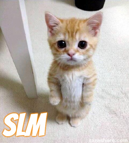 Cute Cat |  SLM | image tagged in memes,cute cat,slm,slavic | made w/ Imgflip meme maker