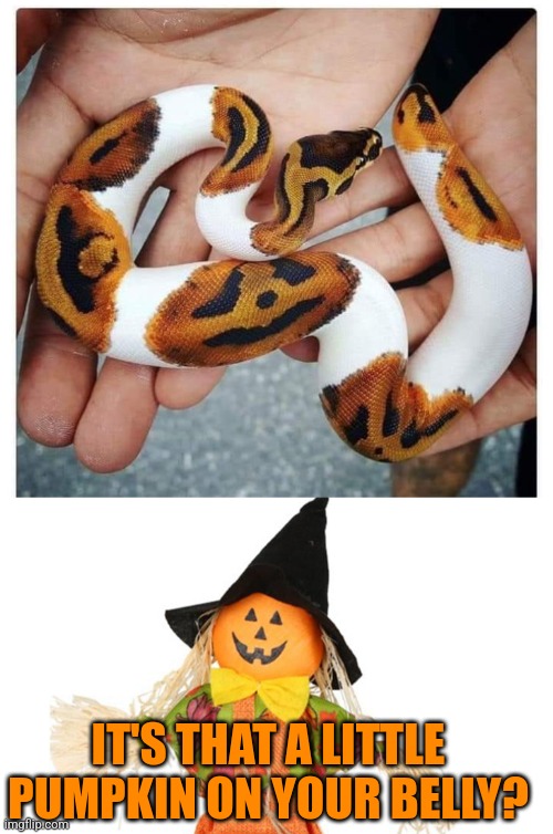 PUMPKIN BELLY SNAKE | IT'S THAT A LITTLE PUMPKIN ON YOUR BELLY? | image tagged in memes,pumpkin,snake,jack-o-lanterns,spooktober | made w/ Imgflip meme maker