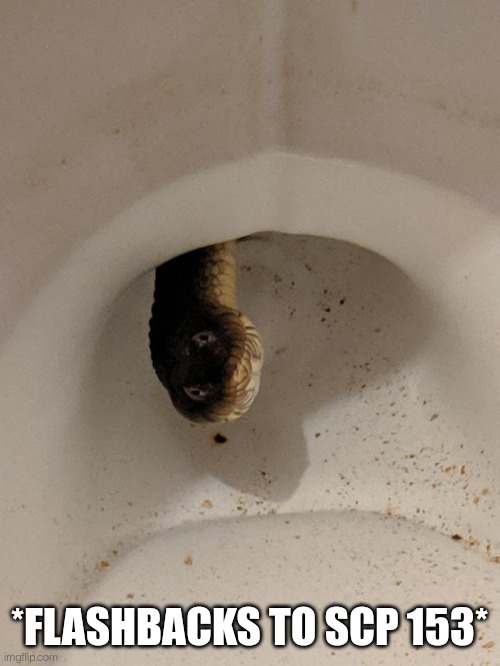 I think of this SCP every time I take a shower and it creeps me out (also yes, it's in a toilet) | *FLASHBACKS TO SCP 153* | image tagged in toilet,snake,worm,scp | made w/ Imgflip meme maker