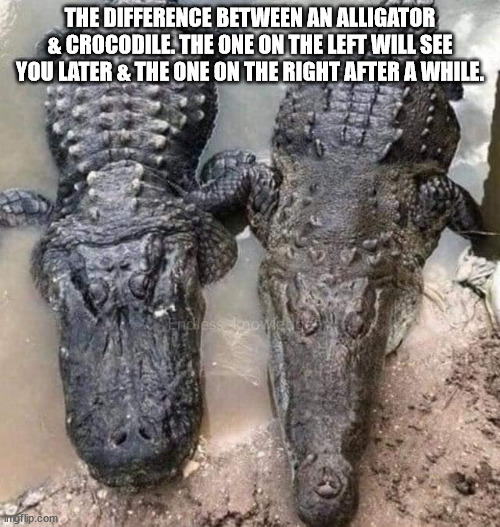 THE DIFFERENCE BETWEEN AN ALLIGATOR & CROCODILE. THE ONE ON THE LEFT WILL SEE YOU LATER & THE ONE ON THE RIGHT AFTER A WHILE. | image tagged in durl earl | made w/ Imgflip meme maker