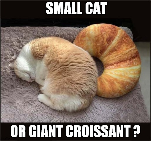 You Decide ! | SMALL CAT; OR GIANT CROISSANT ? | image tagged in cats,croissant,comparison | made w/ Imgflip meme maker