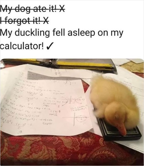 image tagged in funny memes,reposts,ducks | made w/ Imgflip meme maker
