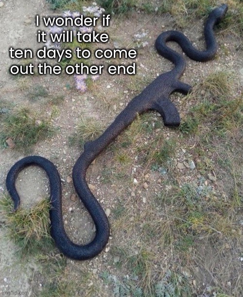 Ten Day Waiting Period | I wonder if it will take ten days to come out the other end | image tagged in funny memes,snakes,guns | made w/ Imgflip meme maker