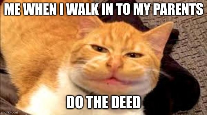 cat with weird face | ME WHEN I WALK IN TO MY PARENTS; DO THE DEED | image tagged in cats | made w/ Imgflip meme maker