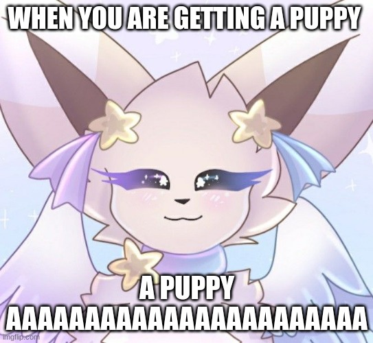 PUppy | WHEN YOU ARE GETTING A PUPPY; A PUPPY AAAAAAAAAAAAAAAAAAAAAAA | image tagged in funni | made w/ Imgflip meme maker