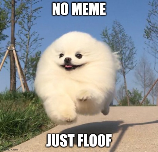Good day floof | NO MEME; JUST FLOOF | image tagged in good day floof | made w/ Imgflip meme maker