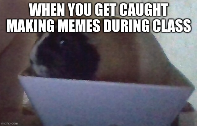when you get caught making memes in class | WHEN YOU GET CAUGHT MAKING MEMES DURING CLASS | image tagged in nervous salad pig | made w/ Imgflip meme maker
