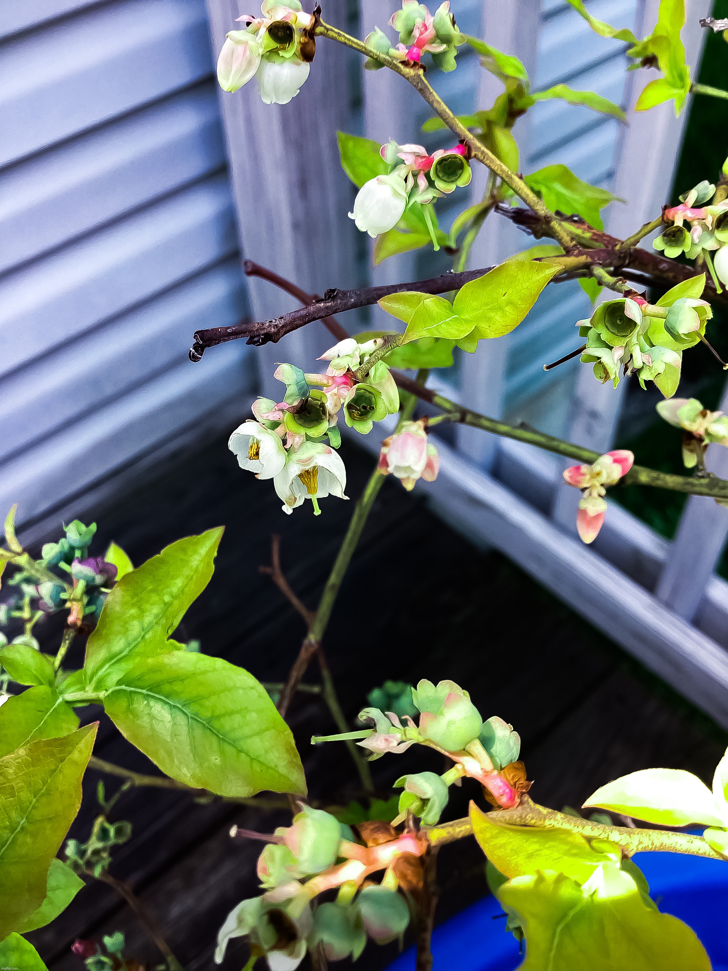 Here is a picture of a blueberry plant, I edited it to make it look much better than the original | image tagged in share your own photos | made w/ Imgflip meme maker