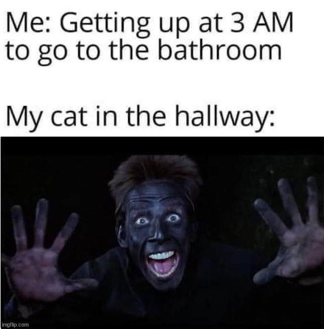 Jump scare | image tagged in cats | made w/ Imgflip meme maker