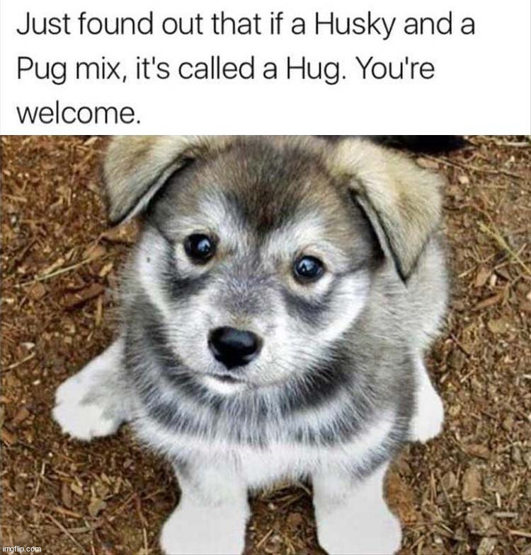 I want a hug!!! | image tagged in dogs,adorable,husky,pugs | made w/ Imgflip meme maker