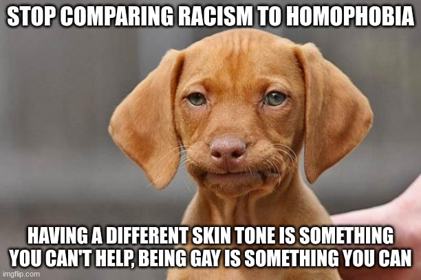 unamused dog | STOP COMPARING RACISM TO HOMOPHOBIA; HAVING A DIFFERENT SKIN TONE IS SOMETHING YOU CAN'T HELP, BEING GAY IS SOMETHING YOU CAN | image tagged in bad pun dog,unamused,grumpy cat not amused,derp,racist,homosexual | made w/ Imgflip meme maker