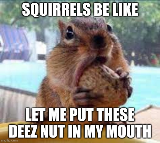 Squirrel eating |  SQUIRRELS BE LIKE; LET ME PUT THESE DEEZ NUT IN MY MOUTH | image tagged in sus,squirrels,deez nuts | made w/ Imgflip meme maker