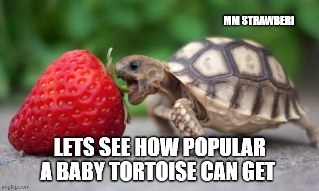 Dawwww | MM STRAWBERI; LETS SEE HOW POPULAR A BABY TORTOISE CAN GET | image tagged in baby,tortoise,adorable | made w/ Imgflip meme maker