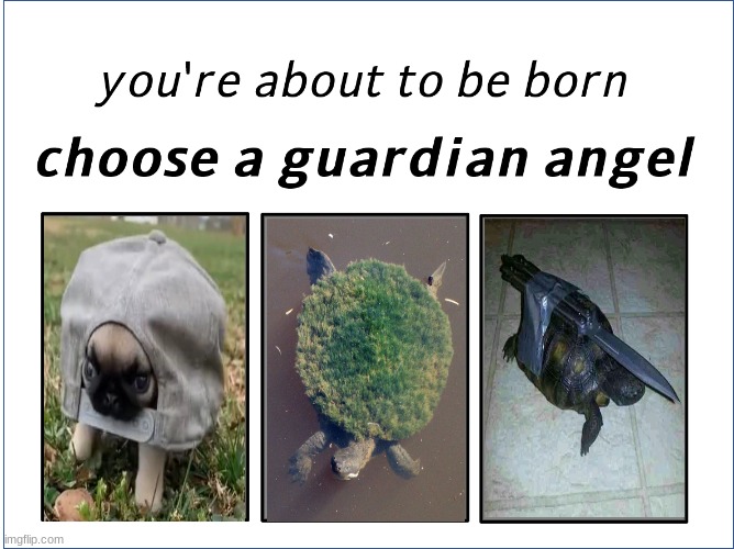 Im choosing the earth type turtle | image tagged in choose a guardian angel | made w/ Imgflip meme maker