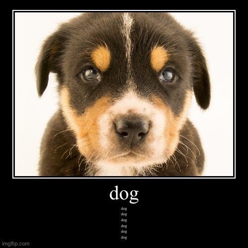 dog | image tagged in funny,demotivationals | made w/ Imgflip demotivational maker