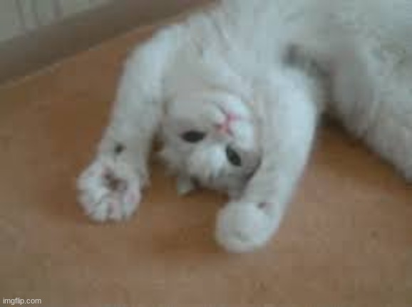 cute cat | image tagged in cute,cat,cute cat,aww,funny,funny cats | made w/ Imgflip meme maker