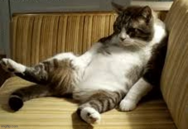 funny cat | image tagged in cute,funny,cat,funny cat,cute cat,aww | made w/ Imgflip meme maker