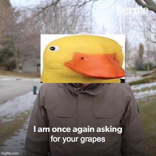 I am once asking for your grapes | for your grapes | image tagged in memes,bernie i am once again asking for your support,duck,grapes,grape | made w/ Imgflip meme maker