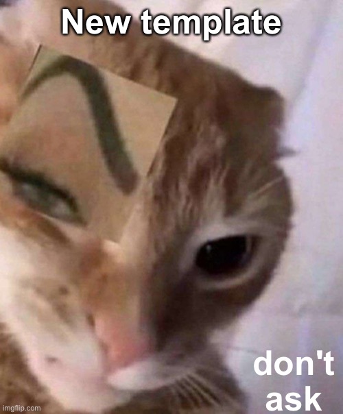 Cat with Defined Brows | New template; don't ask | image tagged in cat with defined brows,memes,unfunny | made w/ Imgflip meme maker