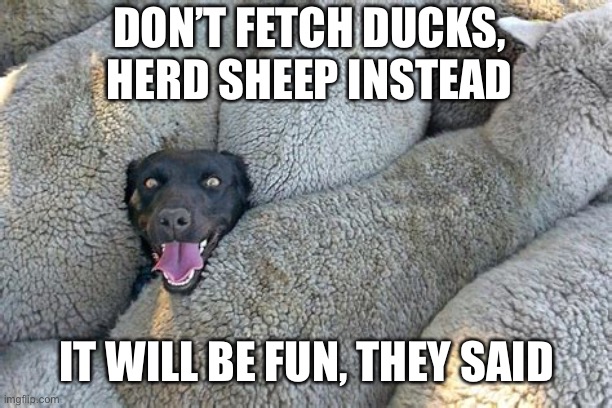 It will be fun, they said. | DON’T FETCH DUCKS, HERD SHEEP INSTEAD; IT WILL BE FUN, THEY SAID | image tagged in dog,stuck,sheep,herd | made w/ Imgflip meme maker