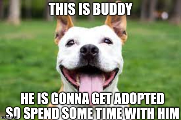 buddy | THIS IS BUDDY; HE IS GONNA GET ADOPTED SO SPEND SOME TIME WITH HIM | image tagged in dog,adopted | made w/ Imgflip meme maker
