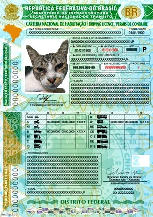 cat driver | image tagged in cat,license | made w/ Imgflip meme maker